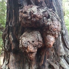 A Transversal Line_mvt4.1