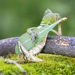 song funy 3