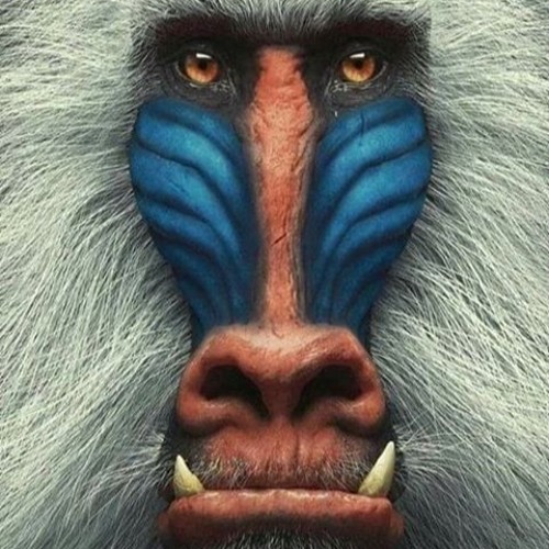 rafiki is walkin