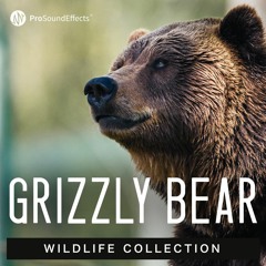 Wildlife Collection: Grizzly Bear - Demo
