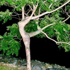 Nonsensuality