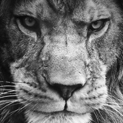 Boolin ft.hunnid dex and taz