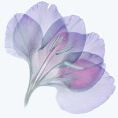 보라빛향기 (cover)