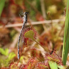 Ask Somerset's Plants | The Levels