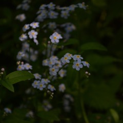 forget me (not)