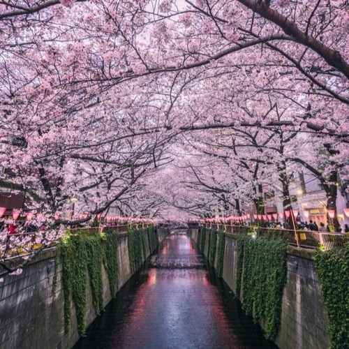 Lofi tunes for lonely coons