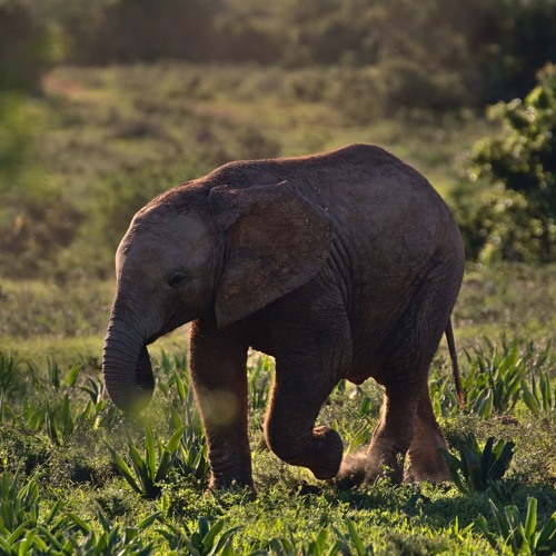 Der kleine Elefant - Changemaker und Veränderer