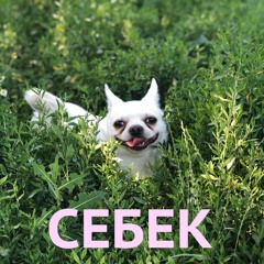 СЕБЕК