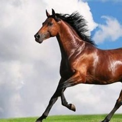 الحصان العربي (وثائقي)