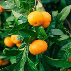 Amore transumano e l'albero di mandarini