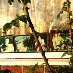 Aroma Nice - Sun Faded Photos For A Departed King (CLIPS)