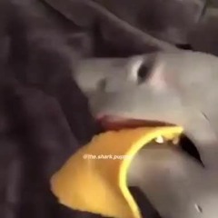 SHARK PUPPET