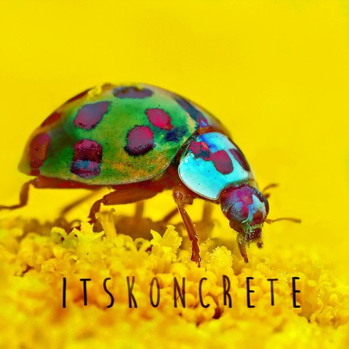 Ladybug