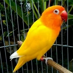 Lovebird Memanggil Lawan, Pancingan Super Mantap, Bikin Labet Satu Kampung Bunyi