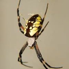 Pursuit Of The Robot Fiend