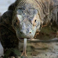 Komodo (prod. B33)