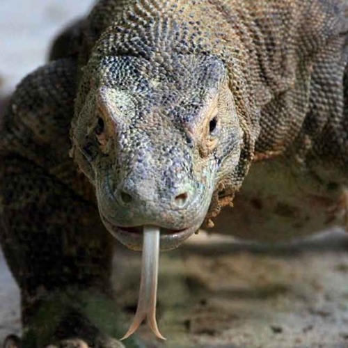 Komodo (prod. B33)