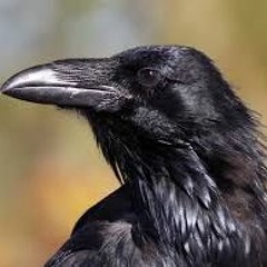 Raven (Gogo Penguin) [live at uptown jazz cafe]