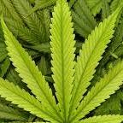 Na NA Na Na Marihuana - D - Bomb