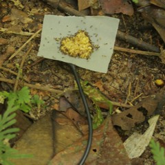 ATTA: field recordings