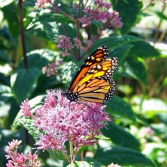 milkweed and monarchs