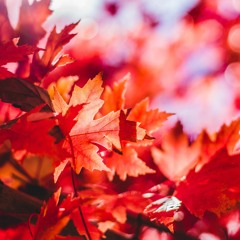 Fall