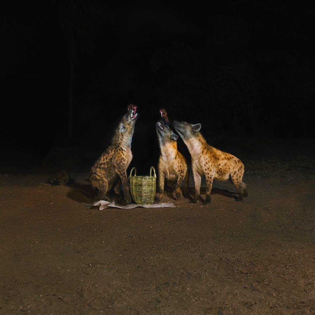 Stream Years of Denial - 'Suicide Disco' LP (clips