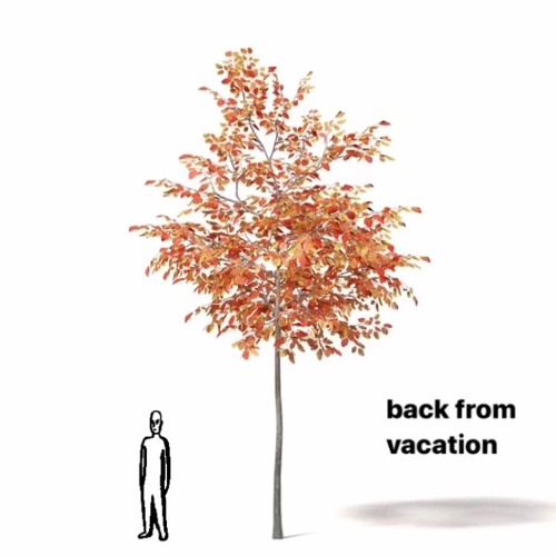back from vacation (deep fallen leaves)