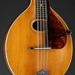 The Yellow Wattle (DDAD)