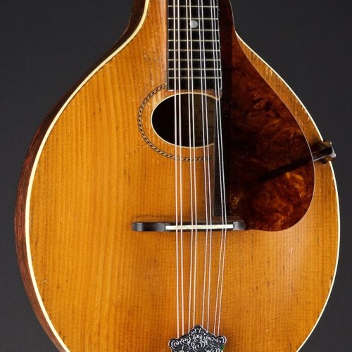 The Yellow Wattle (DDAD)