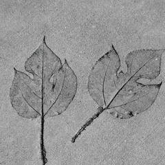 Fr3ShiE / Dm, Leaves in Concrete
