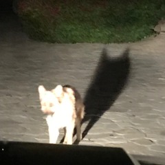 sitting out on a trip to the moon