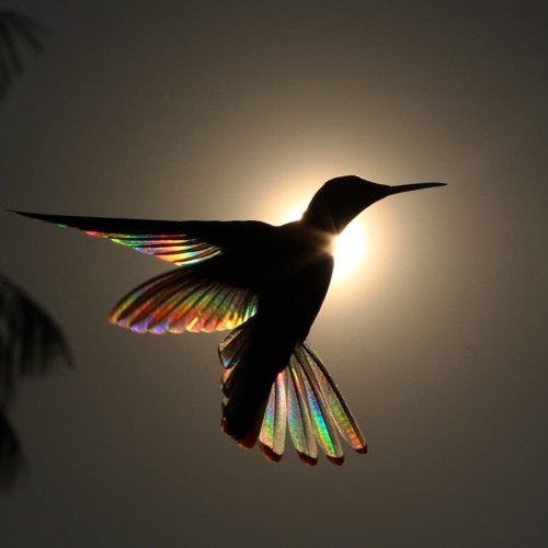 ~Mystiq~ ;) Wings are in many Shades...