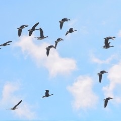 【 讓 我 自 己 飛  FT . 球球