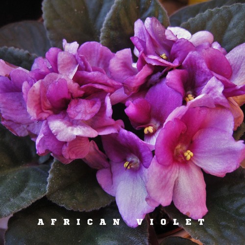 African Violet