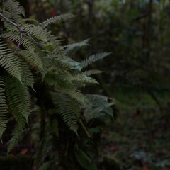 Harenna Forest - Dawn - Colobus Monkeys And Frogs