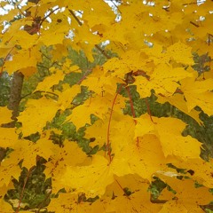deergod & biocide - yellow leaves