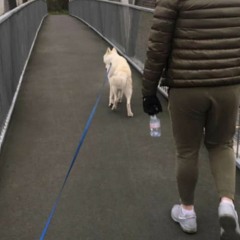 Joe - Sacco - Waterfall