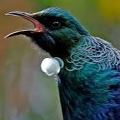 Tui Bird Ring tone - Bip Bip Crrr