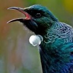 Tui Bird Ring tone Bip Bip Tiridiridi