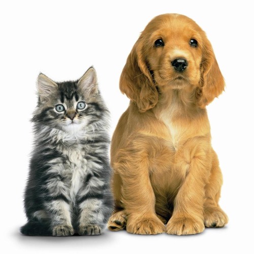 Jundiaí vive a Semana Pet com diversas ações