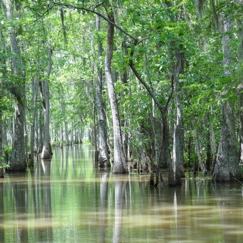 swamp box 3