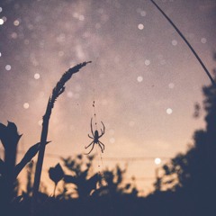Night Web
