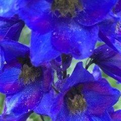 Delphinium