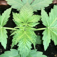 "Sad Boy" Sad Trap Type Beat Prod. J.I.P Productionz