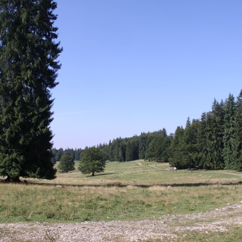 Deep in the Forrest  - Glia Gathering 2019, Romania