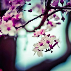 Camellia ft Nanahira Touhiron