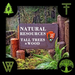 Tall Trees & Wood - Mothership