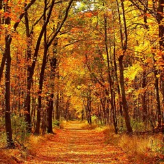 Dom Wallace | Autumn House Mix 19