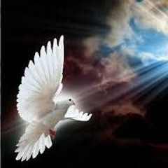 Amazing By Williamson Laibwij